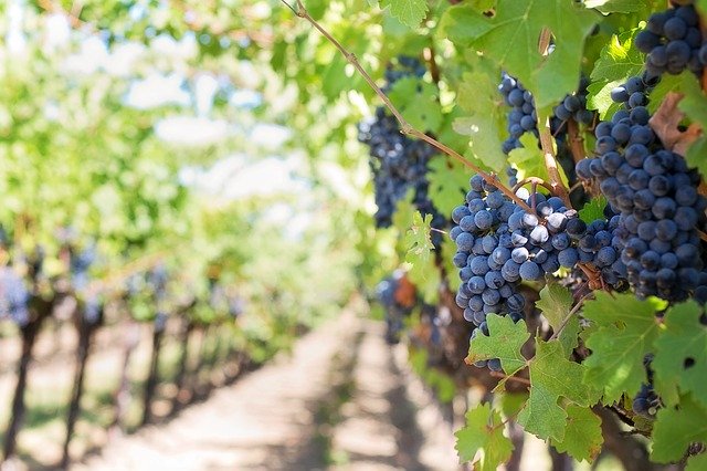 Trip to the Loire Valley vineyards.