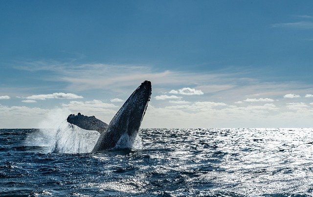 Things to do in Cabo San Lucas